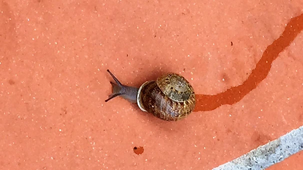 friedensschnecke